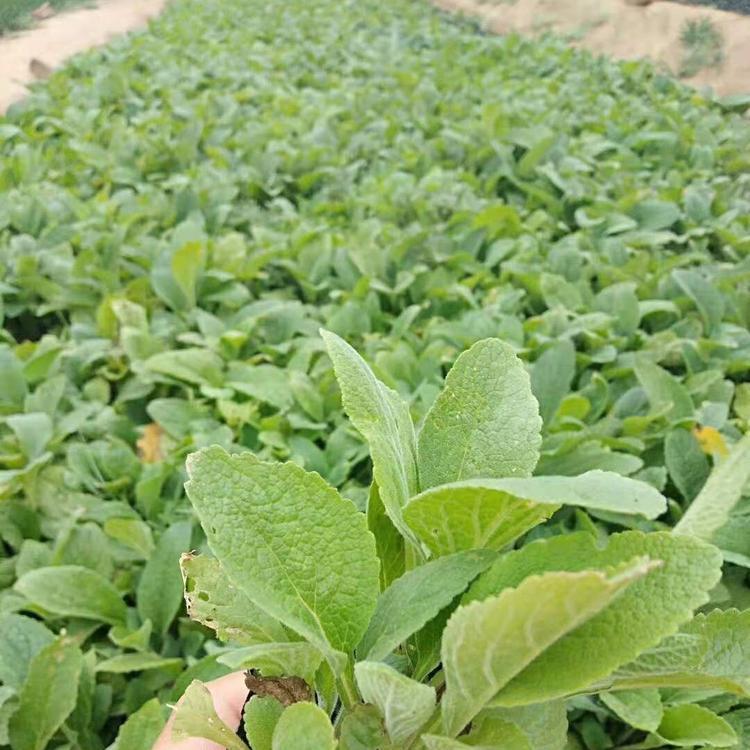 地被毛地黄 绿化工程用苗 毛地黄种植基地 基地直销