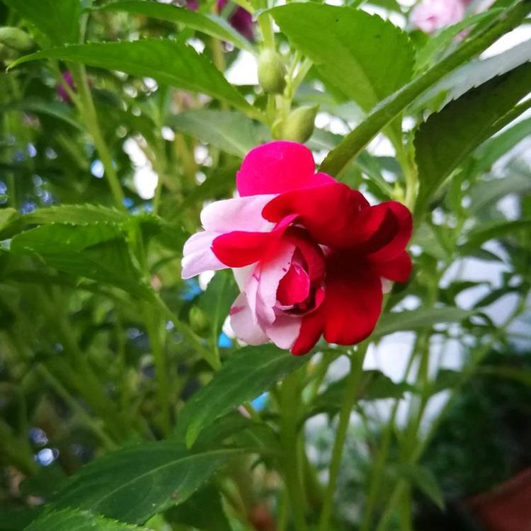 凤仙 指甲花花价格 合一自产凤仙直供