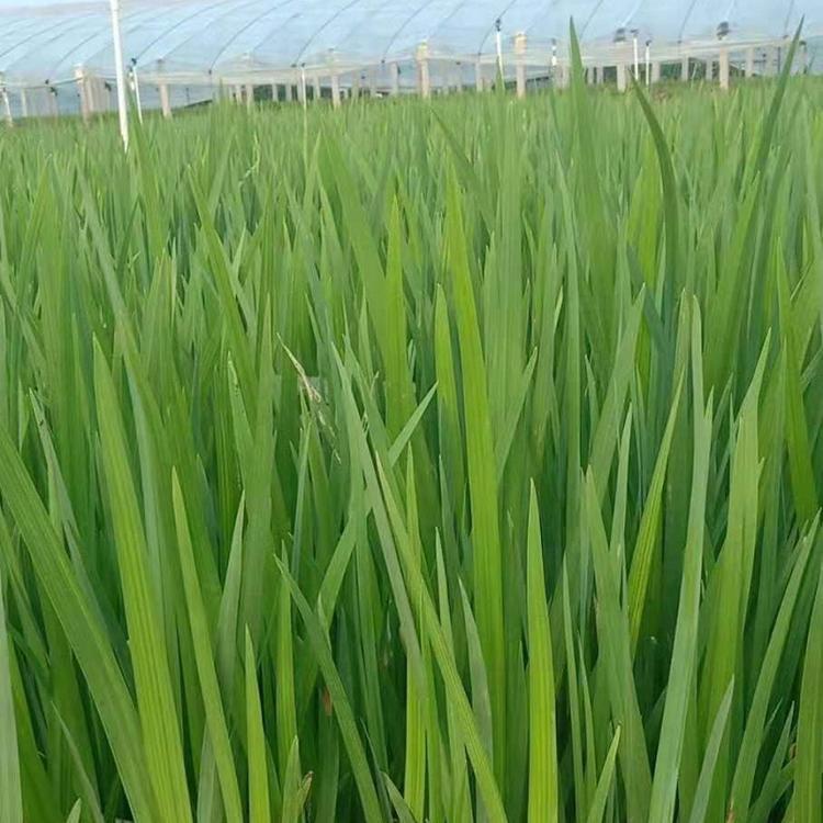直销供应水生鸢尾杯苗    多芽水生鸢尾价格