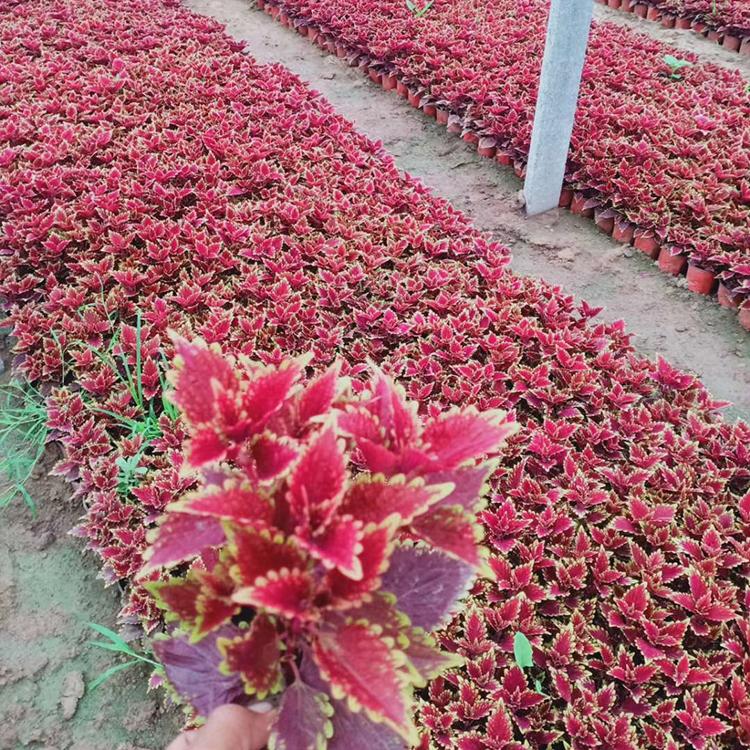 彩叶草杯苗 基地供应 彩叶草杯苗价格