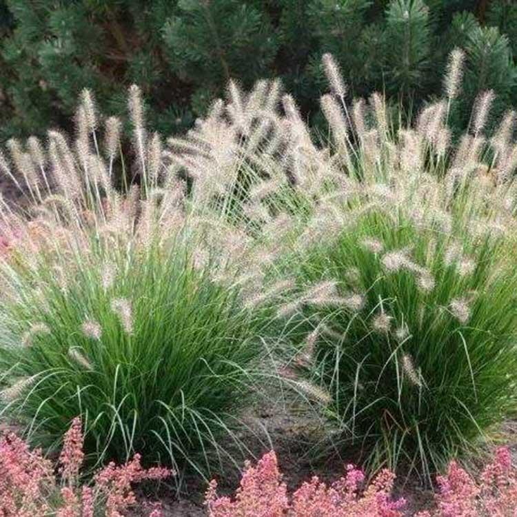 狼尾草基地 狼尾草供货商 秀明狼尾草