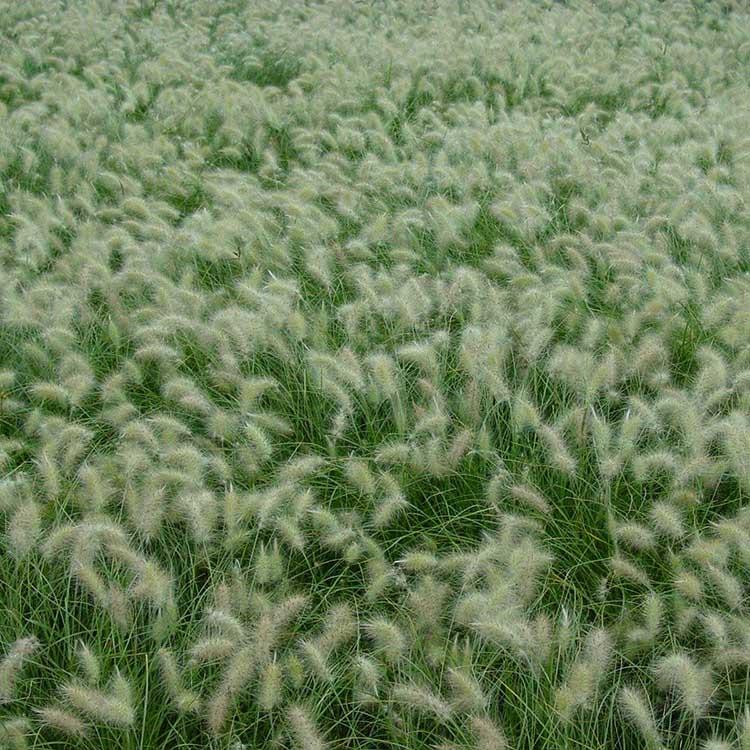 狼尾草基地 狼尾草供应商 华北狼尾草批发商