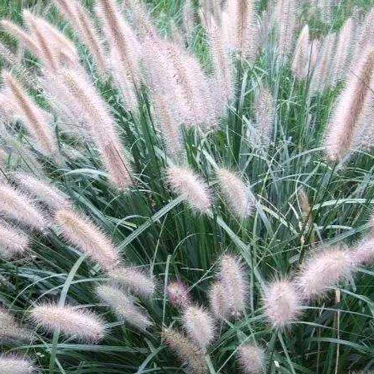 狼尾草销售 狼尾草供应商 青州狼尾草基地