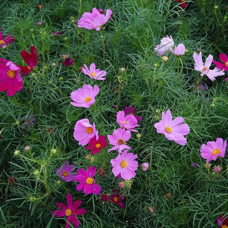 波斯菊苗圃直销 绿化栽植用波斯菊 波斯菊保质保量