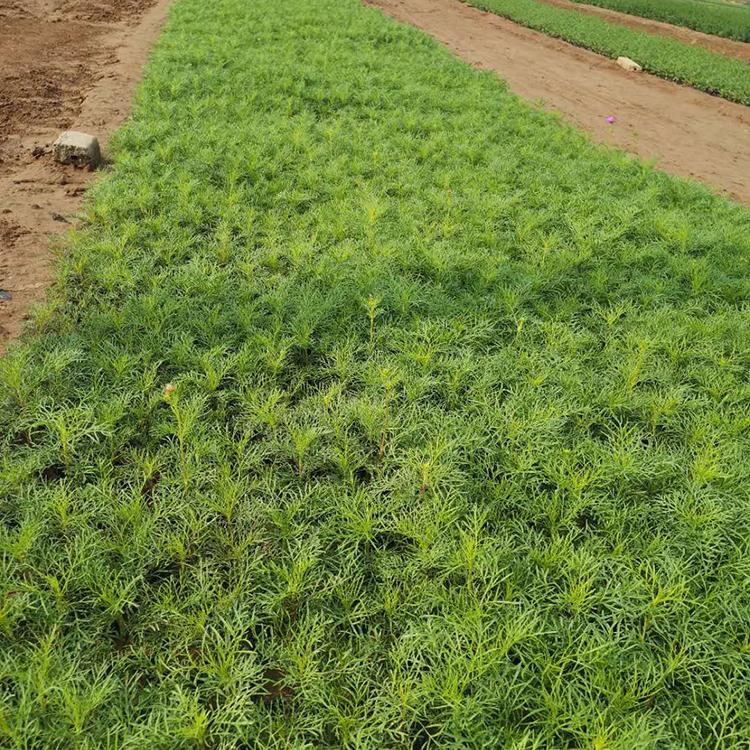 青州种植波斯菊基地 波斯菊批发 波斯菊自种自销