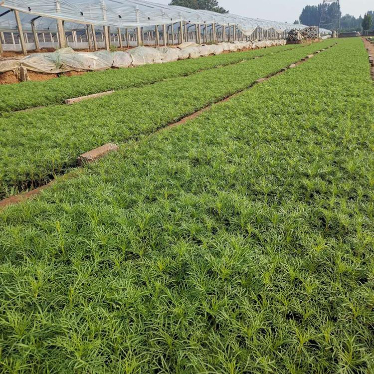 租摆用波斯菊 波斯菊批发价格 波斯菊自种自销
