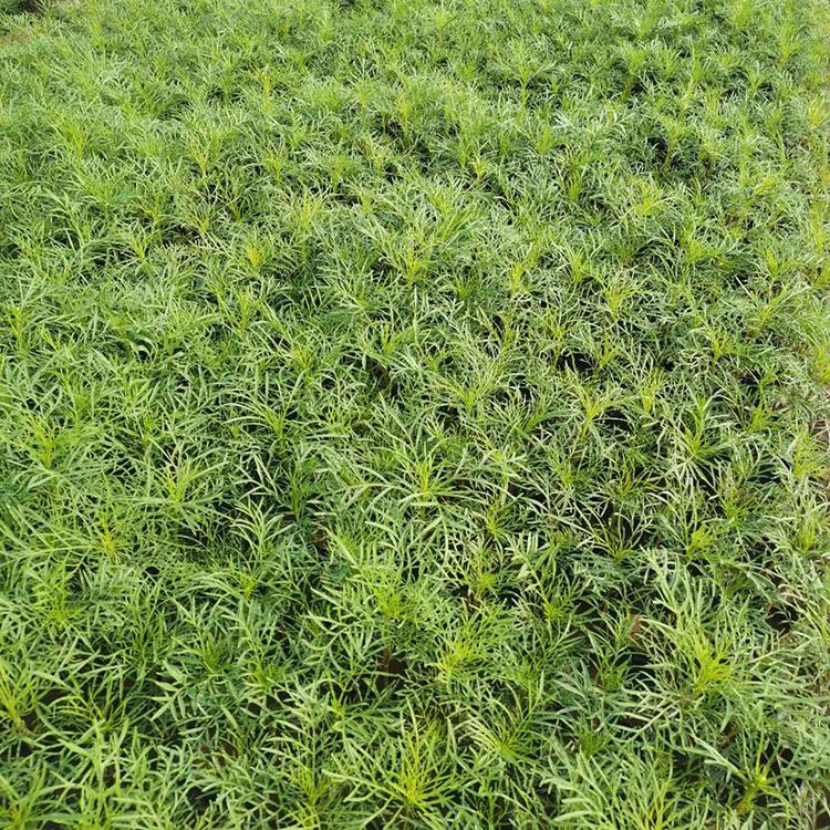 波斯菊 山东波斯菊批售 波斯菊基地 欢迎订购波斯菊