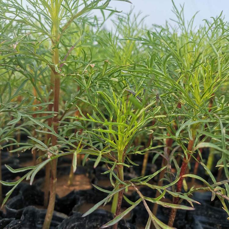 观赏波斯菊批发 波斯菊批发价格 波斯菊量大优惠