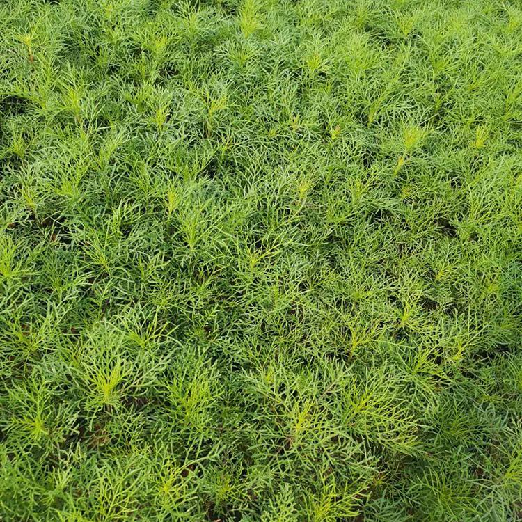 青州种植波斯菊基地 波斯菊批发价格 波斯菊基地直售