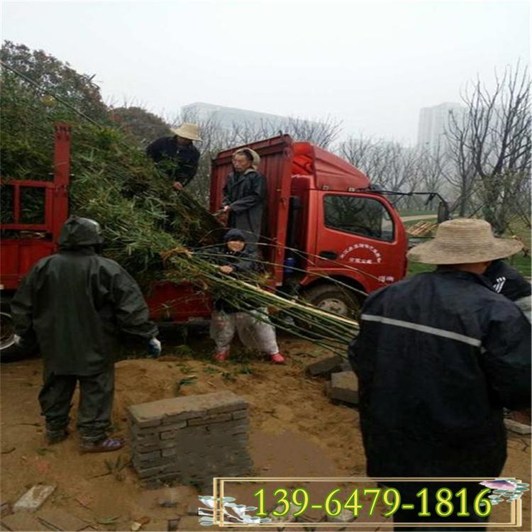 山东苗圃出售竹子苗 山东青竹苗 早园竹家庭绿化苗