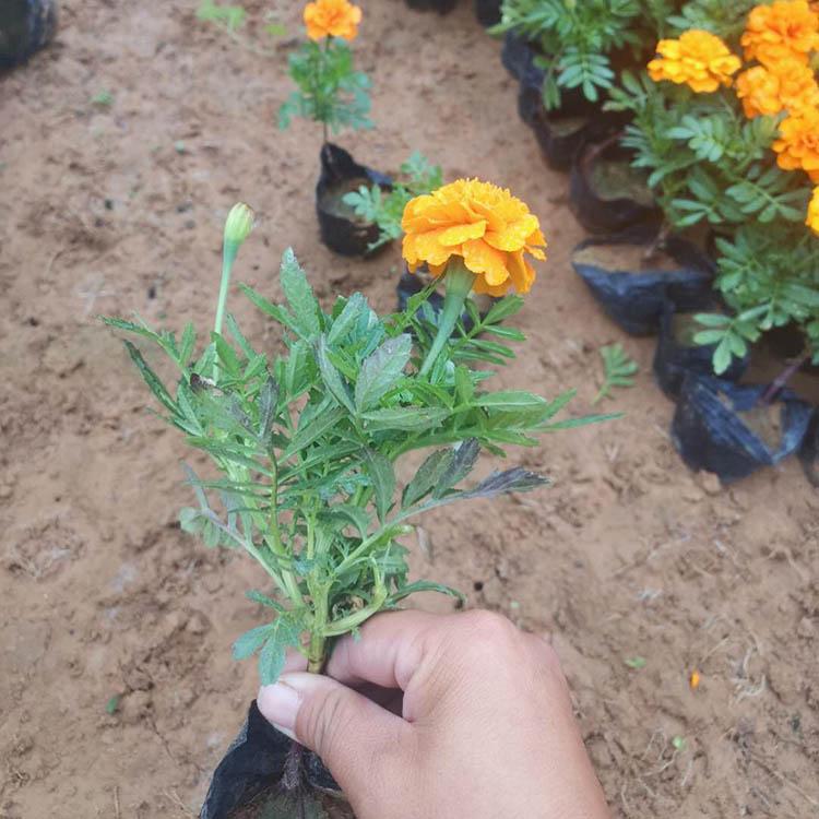 孔雀草盆栽 孔雀草质优价廉 孔雀草价格