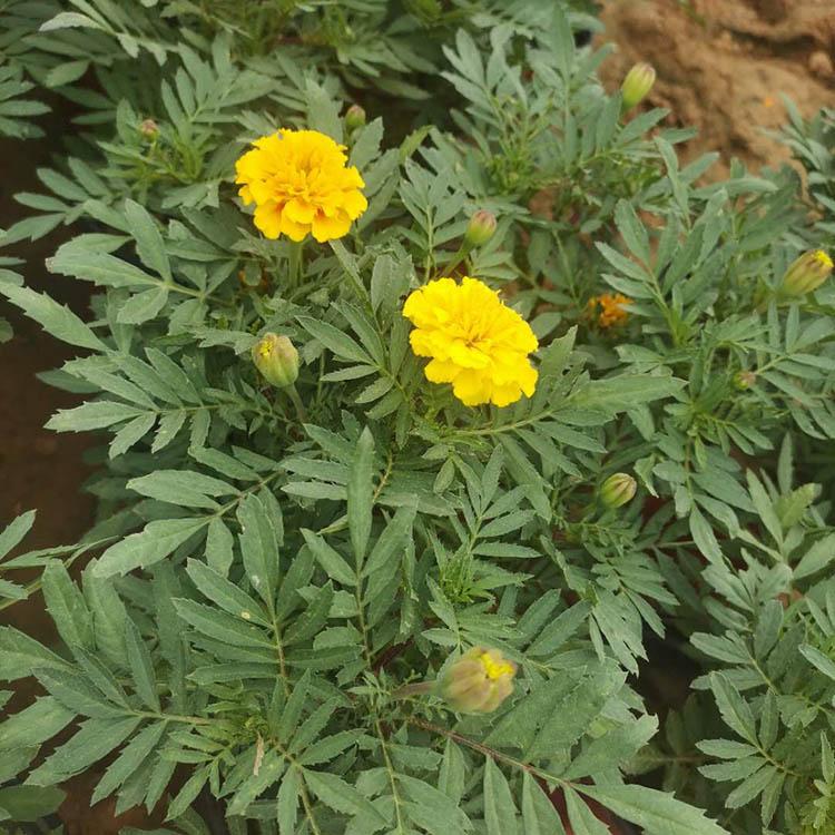 孔雀草盆栽 孔雀草基地出售 孔雀草培育