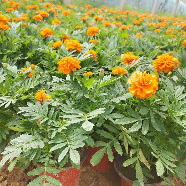 株型好孔雀草 孔雀草大量现货供应 孔雀草报价