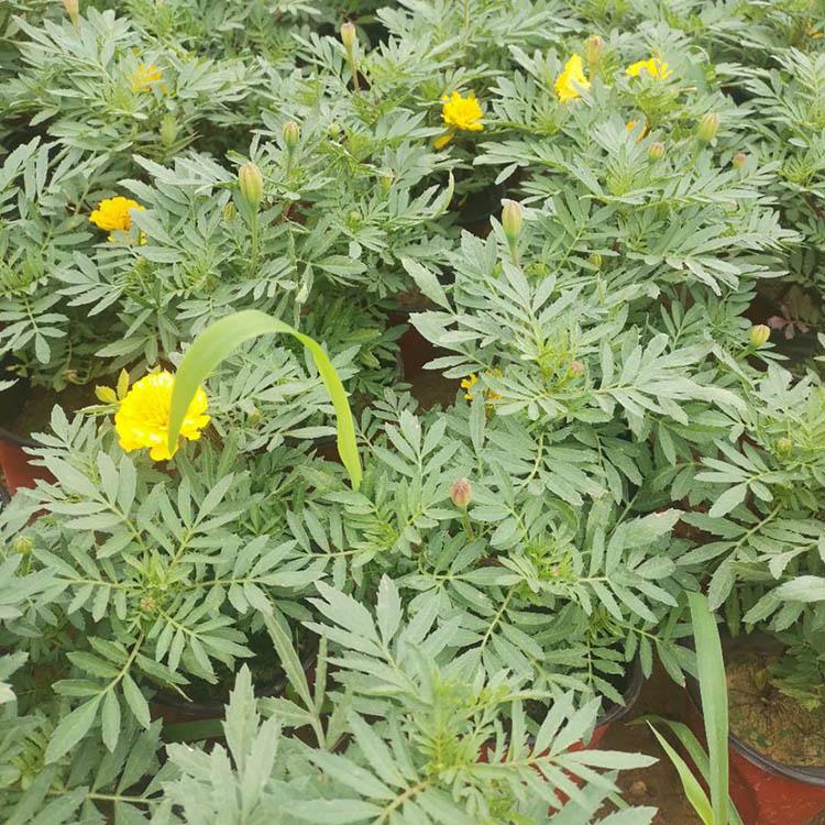 株型好孔雀草 孔雀草量大优惠 孔雀草种植基地