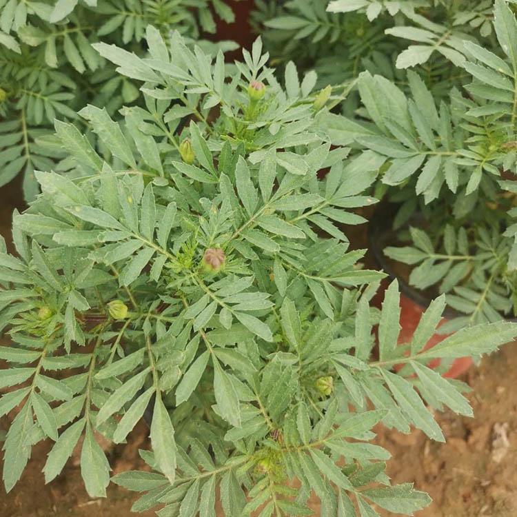 观花孔雀草 孔雀草苗圃直销 孔雀草基地