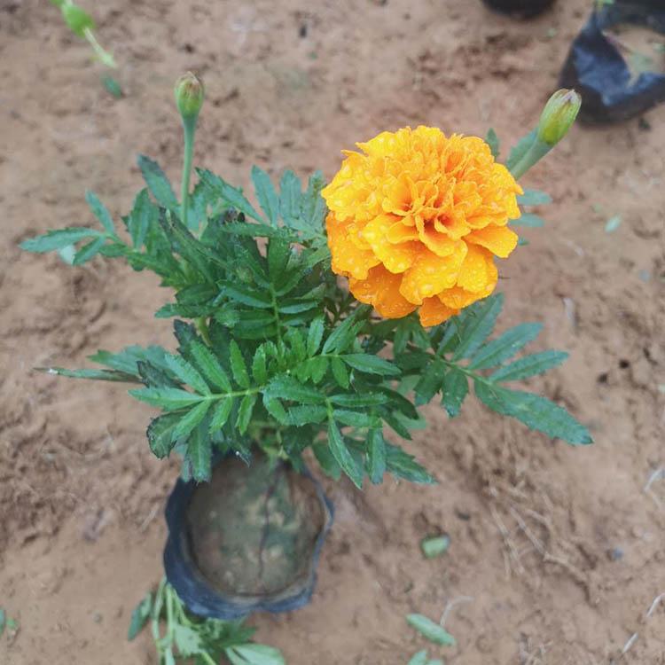 株型好孔雀草 孔雀草基地出售 孔雀草批发