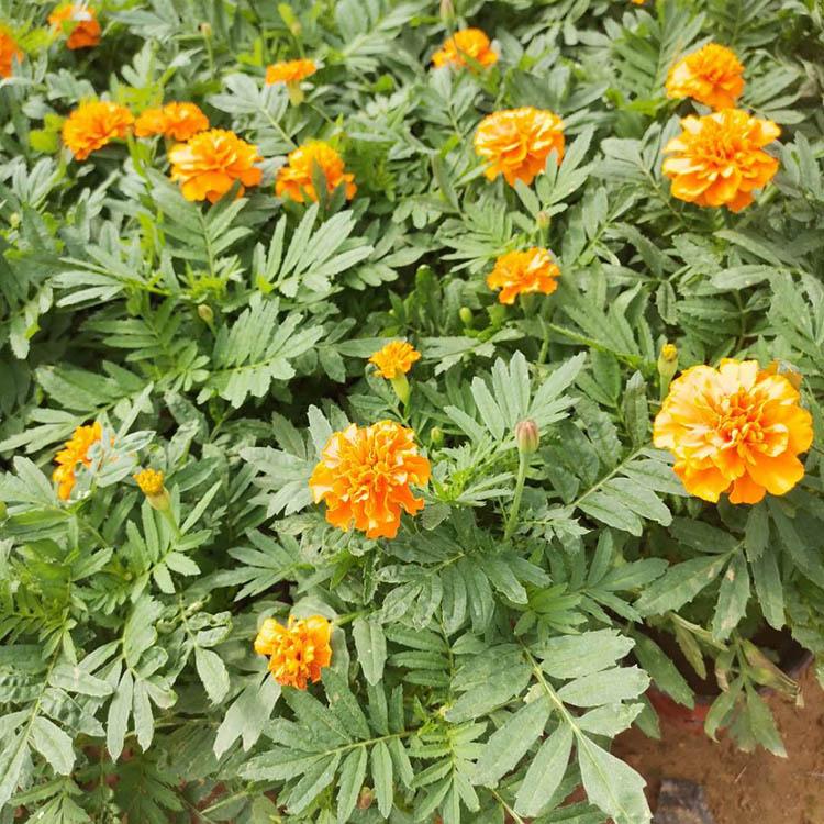 春琳孔雀草 孔雀草种植户直供 孔雀草批发价格