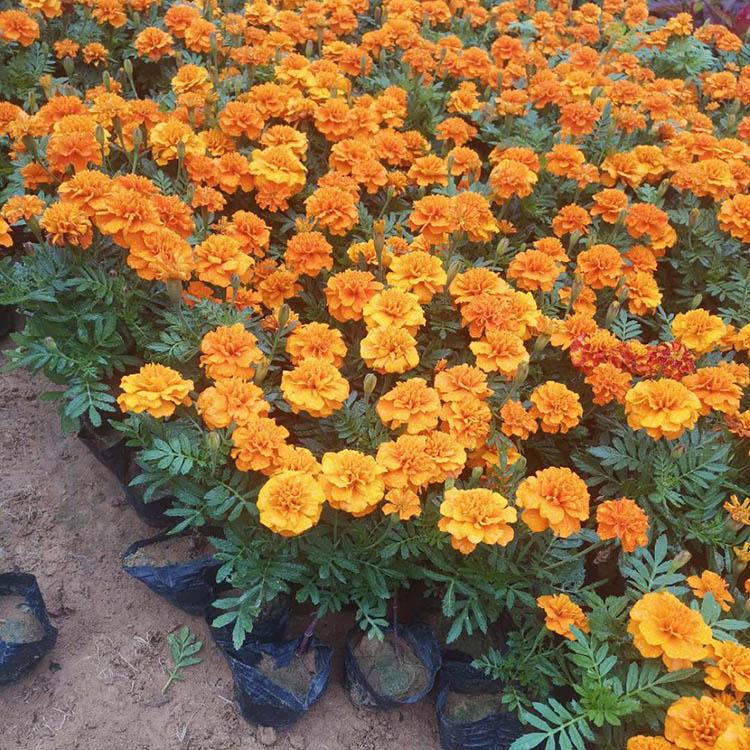 春琳孔雀草 孔雀草苗圃直销 孔雀草培育