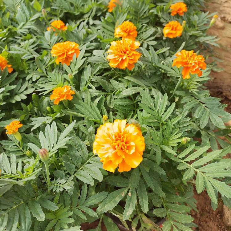 孔雀草盆栽 孔雀草大量供应 春琳花卉 孔雀草基地