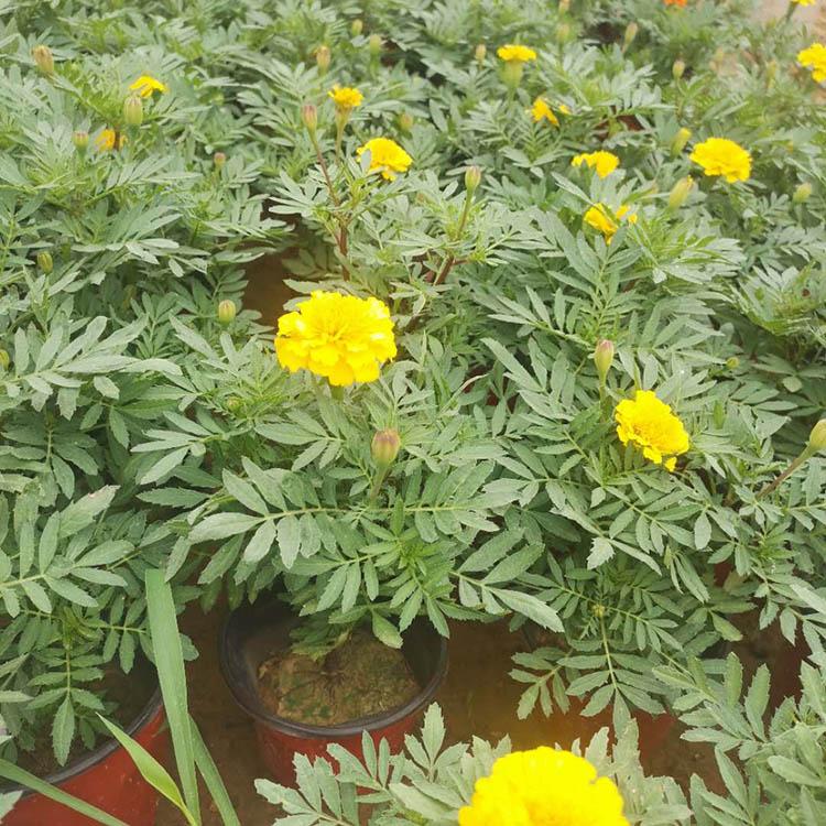 孔雀草盆栽 孔雀草种植户直供 孔雀草批发