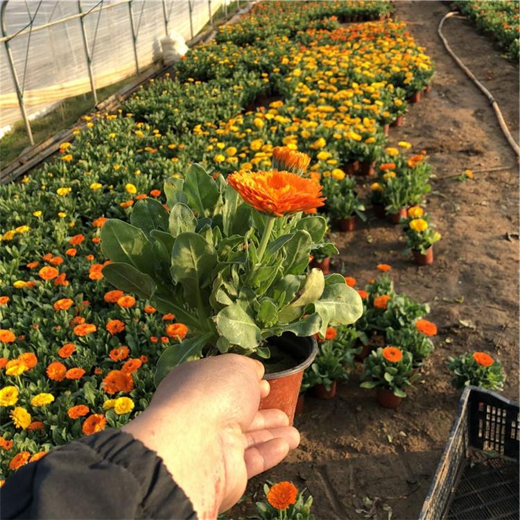 金盏菊小苗 金盏菊价格 青州宿根草花