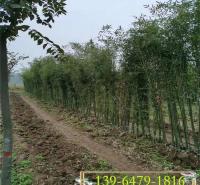 1公分绿化竹子价格 庭院工程绿化树苗 2公分3公分小竹子价格