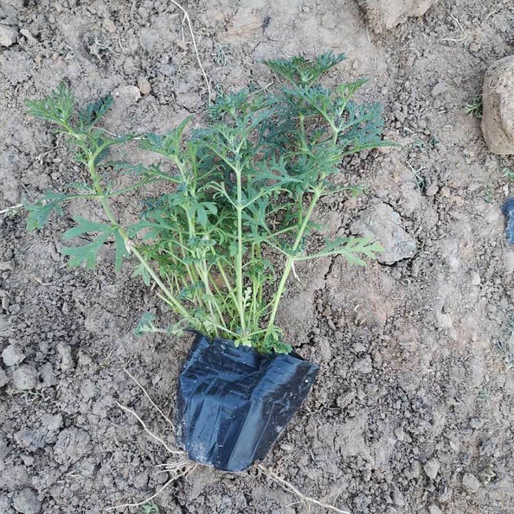 美女樱基地出售 好成活美女樱 美女樱量大优惠