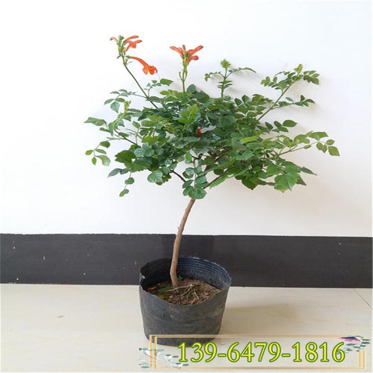 凌霄花苗价格 庭院小区工程绿化用 凌霄花规格全直供