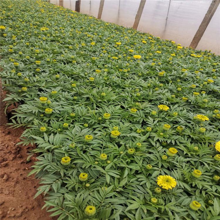 青州万寿菊批发商 万寿菊基地 万寿菊直供苗圃