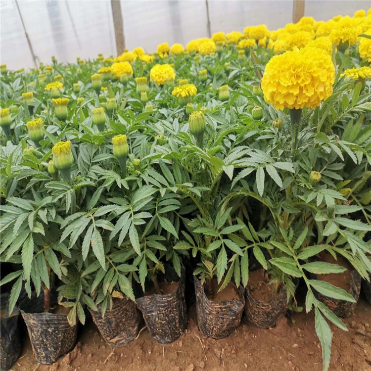 青州万寿菊批发商 万寿菊供货商 万寿菊大量供应