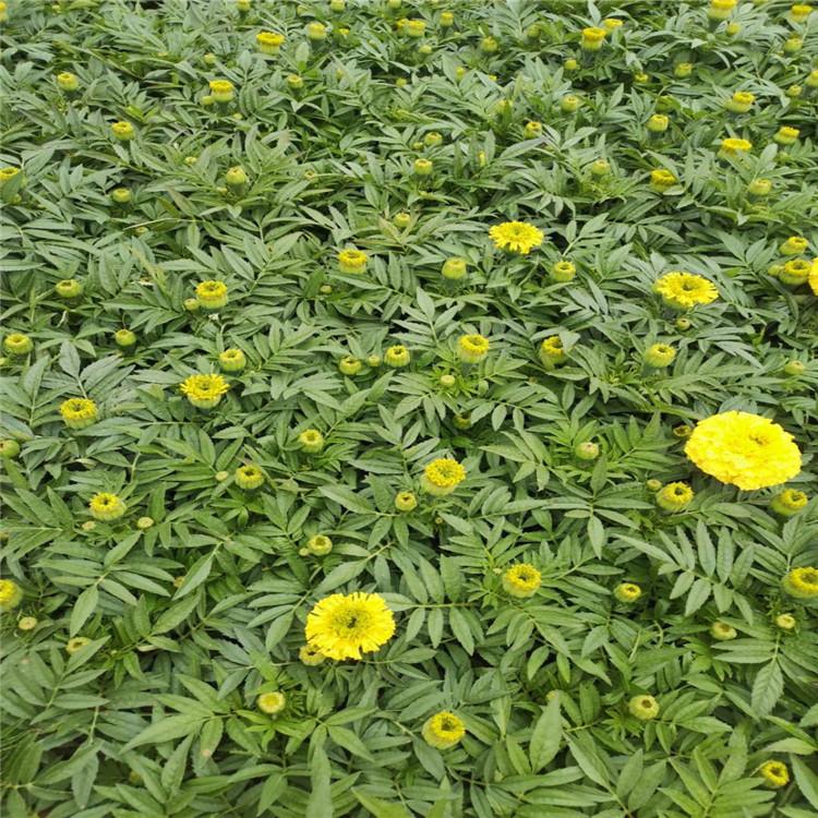 山东万寿菊基地 万寿菊批发 万寿菊基地直供
