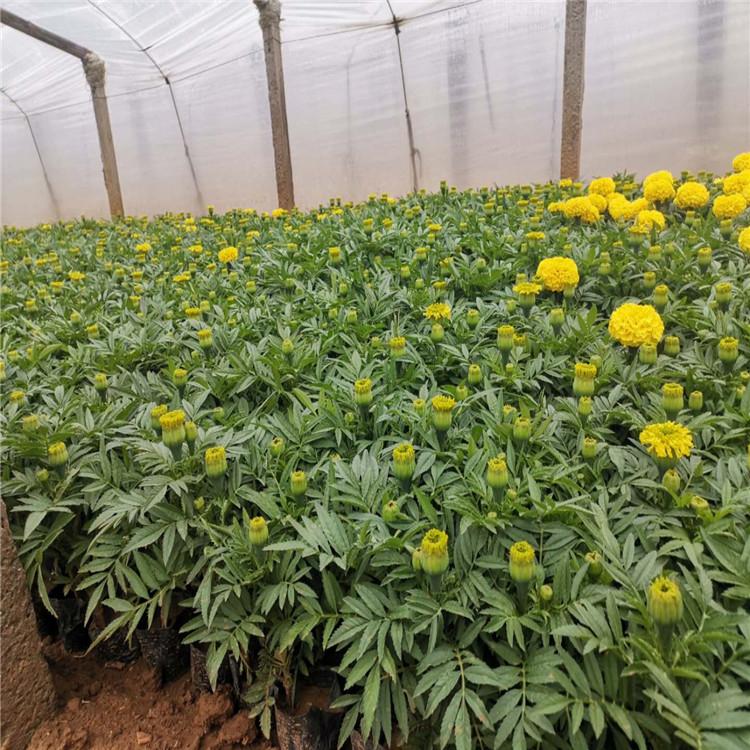 春琳万寿菊 万寿菊批发 万寿菊量大优惠