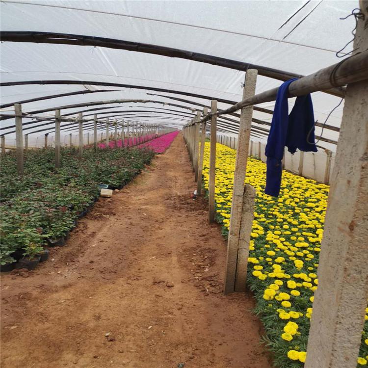 好成活万寿菊 万寿菊供应商 万寿菊出售基地