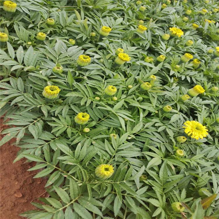 山东万寿菊基地 万寿菊价格 万寿菊苗圃直销