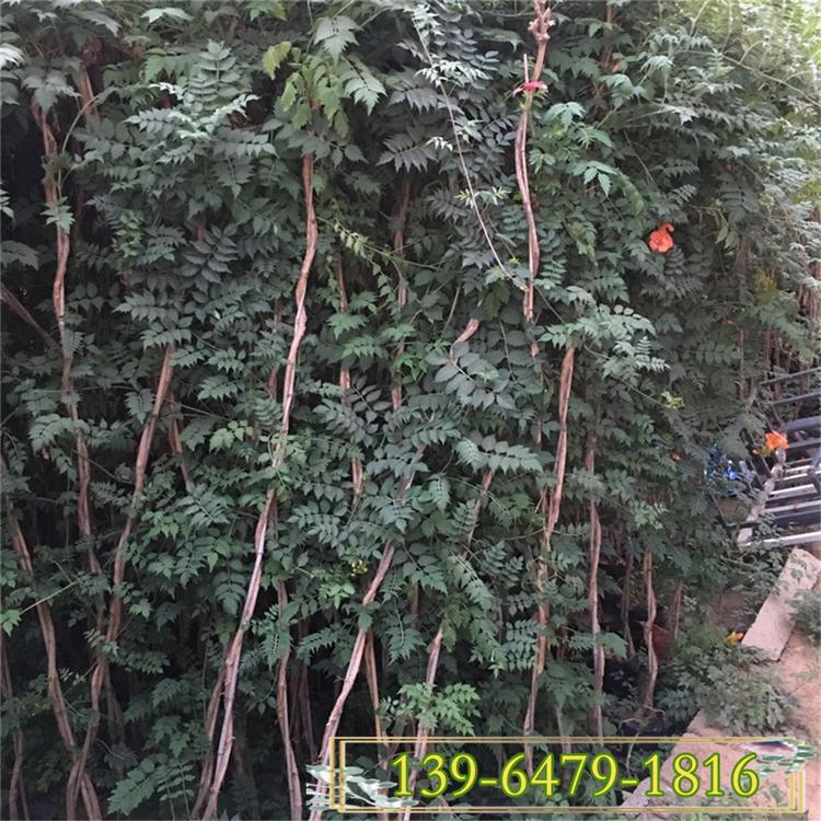 批发零售凌霄小树 攀爬植物花期长 根系发达 1-5公分凌霄花