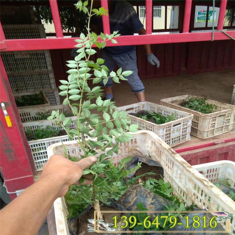 凌霄花种苗批发25-100公分高 美国凌霄花批发价格