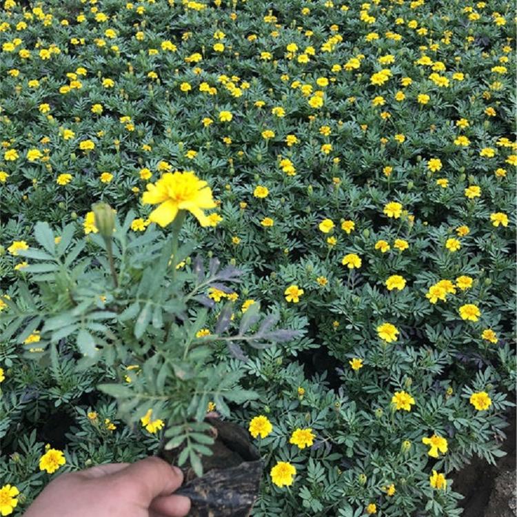 孔雀草 青州孔雀草销售