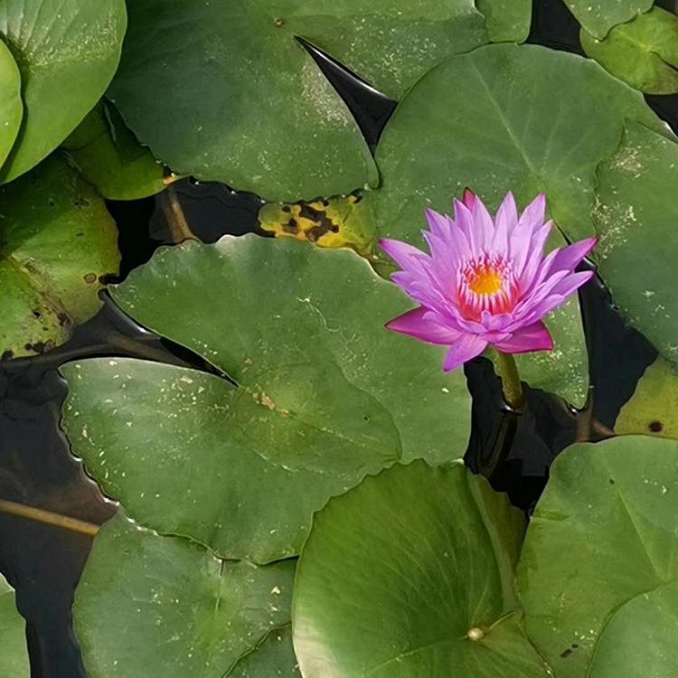 水生植物睡莲 睡莲基地 睡莲报价