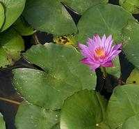 水生植物睡莲 睡莲基地 睡莲报价