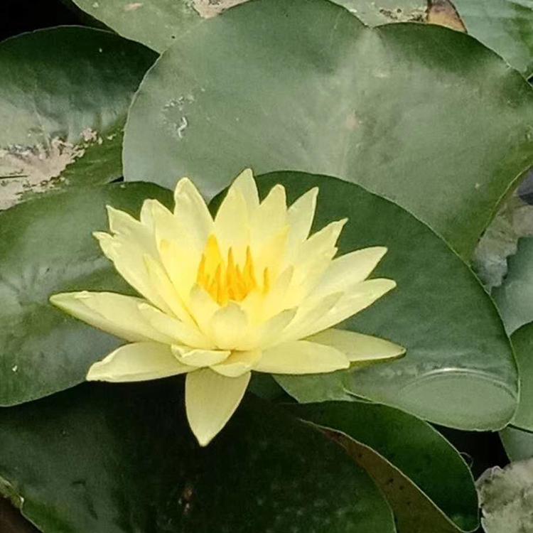 青州睡莲批售 睡莲种植 睡莲种植基地