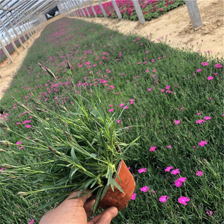 青州欧石竹 欧石竹基地 多年生草本植物