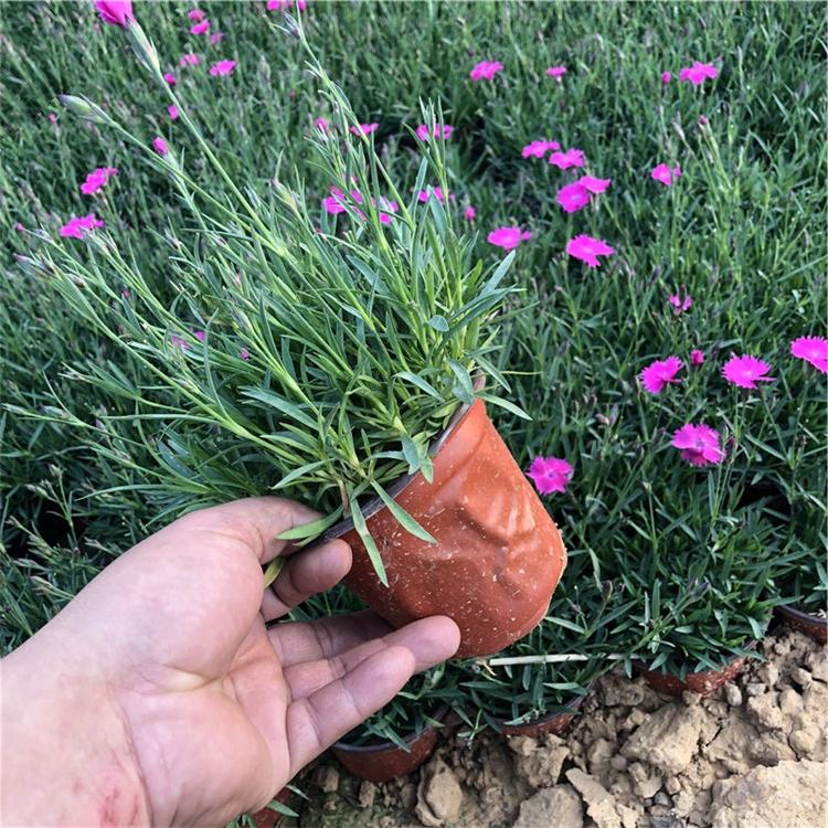 青州双色盆欧石竹 欧石竹培育基地 多年生草本植物