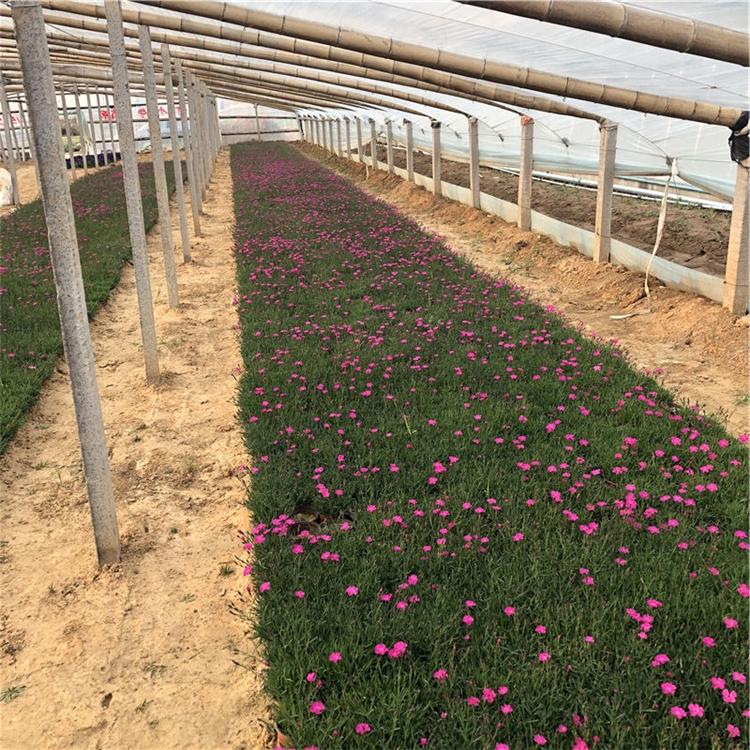 青州双色盆欧石竹 欧石竹价格 订购报价