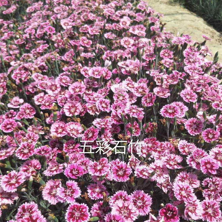 春彩五彩石竹 五彩石竹供应 五彩石竹批发报价