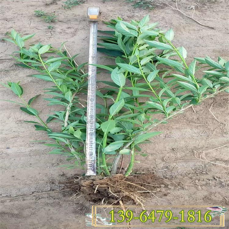 工程苗连翘大小苗价格 公园绿化花卉   黄色连翘花苗迎春花批发