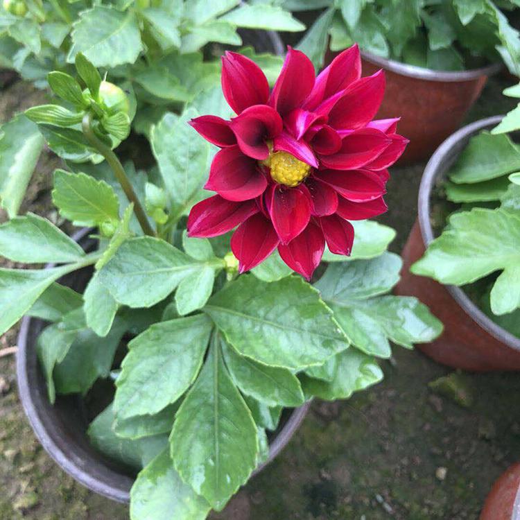 山东小丽花基地 小丽花出售 小丽花价格优惠