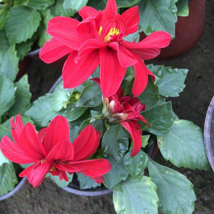 观花小丽花 小丽花供应商 小丽花保质保量