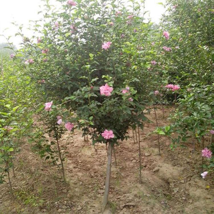 木槿价格 苗圃供应 山东木槿树苗