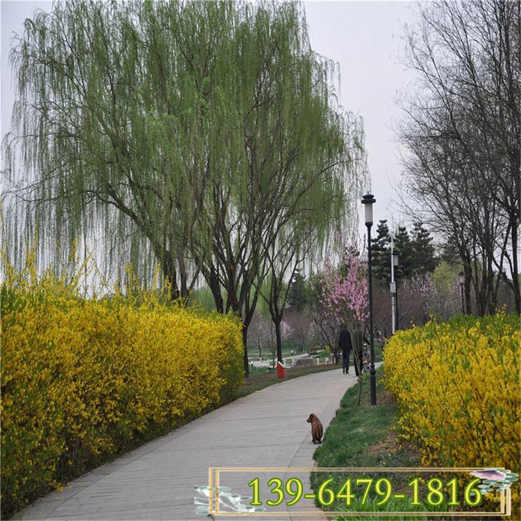 基地销售好品质连翘苗 批量供应连翘苗早春开花植物