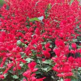 山东一串红基地种植_青州春彩花卉公司出售【花期长】一串红